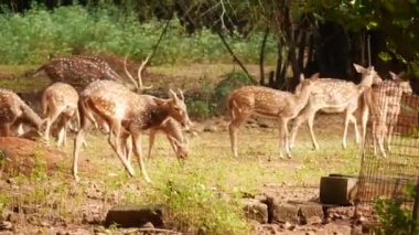 Ormanda geyik taşıma