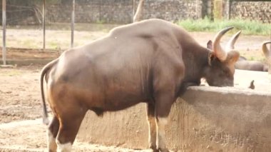 Bizonları besliyor, dikiz aynasından boynuzlar