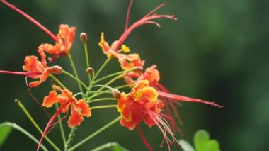 Yazın renkli çiçeklerin harikası