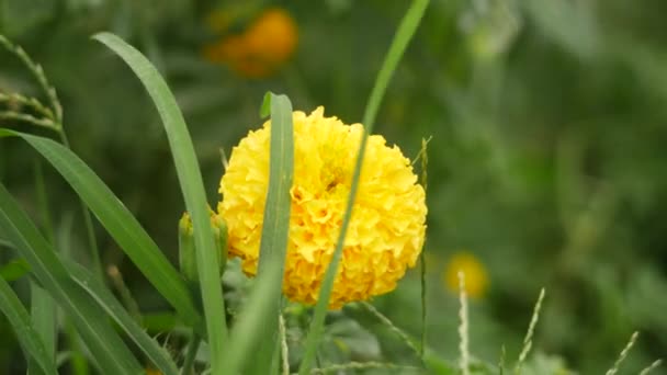 单瓣黄色的万寿菊花 簇拥着杂草 — 图库视频影像