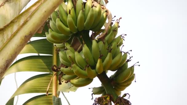 Dół Ujęcia Kamery Rejestrując Kilka Bananów — Wideo stockowe