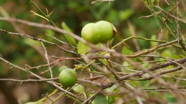 잎사귀없는 나뭇가지에 파종하는 감귤류의 열매를 재배하는 — 비디오
