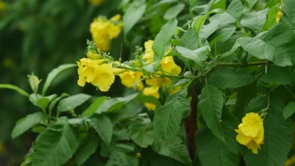 Krásná Parta Žluté Starší Květiny Stromě Tecoma Stans Žlutý Trumpetbush — Stock video