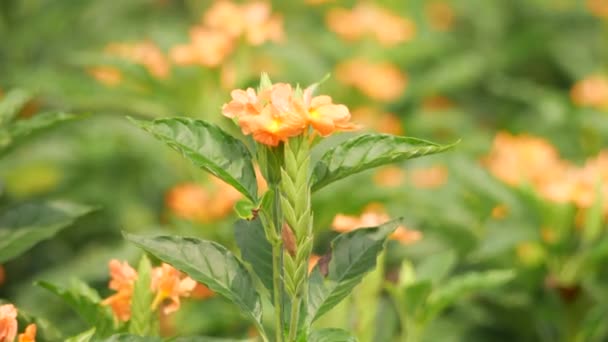 Zamknij Przechwytywaniu Piękny Kwiat Pomarańczy Zamazaną Grupą Kwiatów Tle Wieje — Wideo stockowe