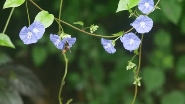 Speedwell Piękne Małe Niebieskie Kwiaty — Wideo stockowe