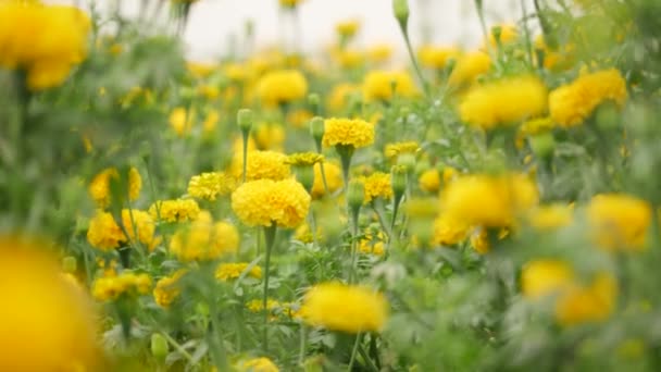 Blurry Sides Background Yellow Blowing Marigold Flower Garden — Stock Video