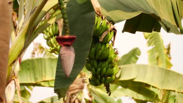 Kamera Rejestruje Banany Drzewa — Wideo stockowe