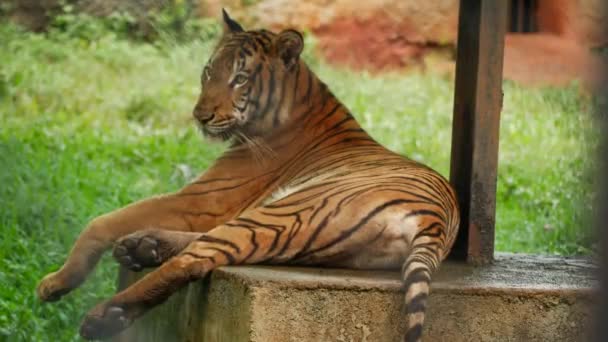 Widok Tyłu Siedzącego Tygrysa — Wideo stockowe