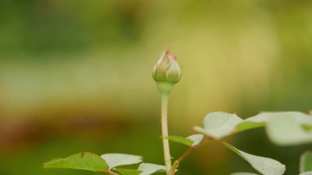 Μπουμπούκι Ενός Λουλουδιού Στον Κήπο — Αρχείο Βίντεο