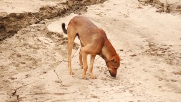 Een Bruine Hond Etend Aan Een Zee Kustlijn — Stockvideo