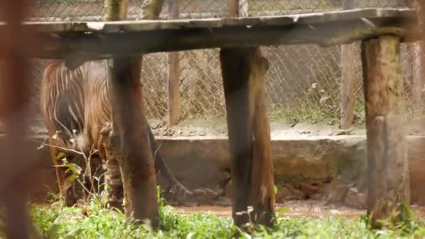 Pacing Full Body Tiger Zoo — Video Stock