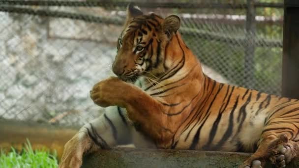Передній Вид Тигр Лизати Руки — стокове відео