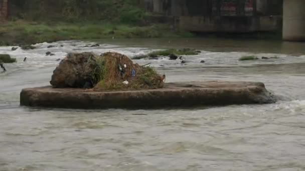 Ein Großer Felsen Mit Gräsern Darauf Inmitten Eines Flusses — Stockvideo