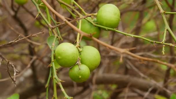 Ζυμωμένο Ώριμα Φρούτα Λεμονιού Κλαδί Χωρίς Φύλλα — Αρχείο Βίντεο
