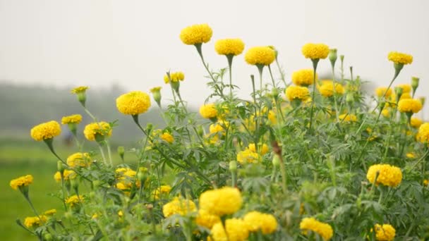 Amarelo Flor Calêndula Embalado Juntos Verde Soprando Hastes Folhosas — Vídeo de Stock