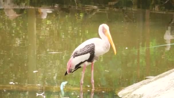 沼泽地里的一只长鸟 — 图库视频影像