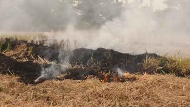 Feuer Verbrennt Getrocknete Büsche Verbrannte Asche Raucht Wirkung — Stockvideo