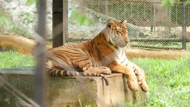 Zoo Tiger Seduto Sul Marciapiede — Video Stock