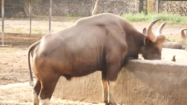Alimentação Búfalos Chifres Visão Traseira — Vídeo de Stock