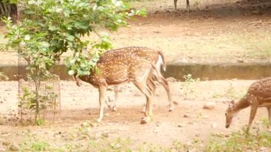 İki ayakta geyik, biri hareket ediyor.