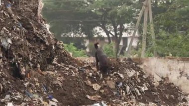 Siyah bir köpek çöp öğütücüsünde gezinip kokluyor.