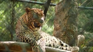 Önde oturan kaplan.