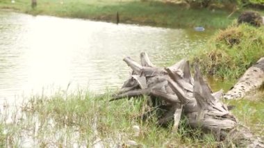 Nehirde kök salmış büyük dikenli ağaç gövdesi