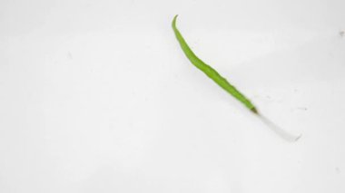 Beyaz arkaplanda düşen yeşil biber