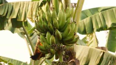 Muz, muz yaprakları, dallar, gökyüzü