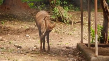 Ormanda ayakta duran bir geyik