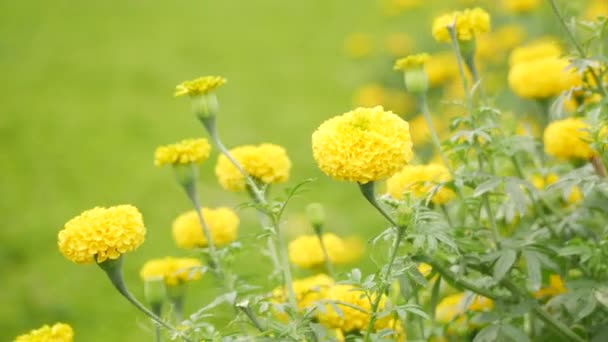 Kwiat Marigold Żółty Kwiat Wieje Zielony Niewyraźne Tło Trawy — Wideo stockowe
