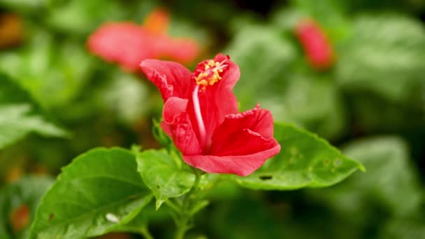 Bunga Kembang Sepatu Merah Pagi Hari — Stok Video