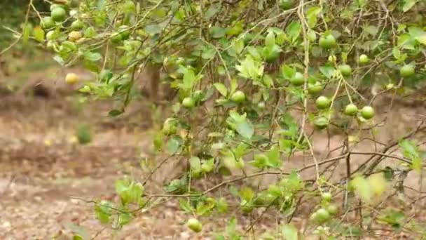Reife Und Unreife Zitrusfrüchte Blätter Wehen Zweige — Stockvideo