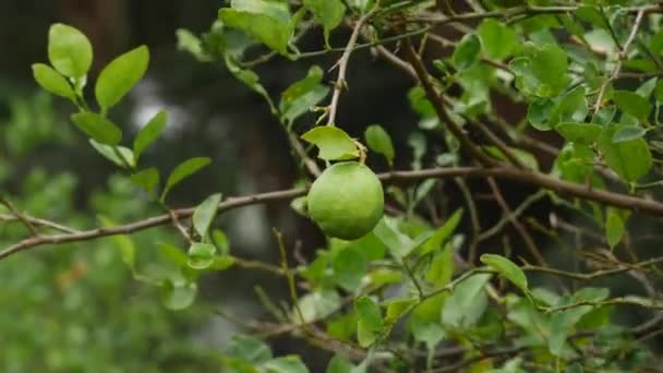 Einzelne Zitrusfrüchte Auf Einem Wehenden Zweig — Stockvideo