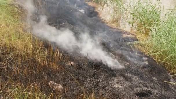 Udušený Oheň Produkující Kouř Spálené Oblasti — Stock video