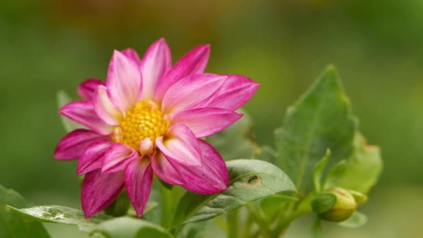 Vaaleanpunainen Lootus Kukka Puutarhassa Makro — kuvapankkivideo