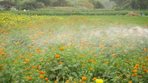 Zoomed Obecnie Marigold Mieszanka Ogród Pomarańczowy Żółty Rasa Dmuchanie — Wideo stockowe