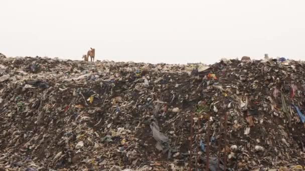 Vídeo Vivo Dois Animais Área Descarte Lixo — Vídeo de Stock