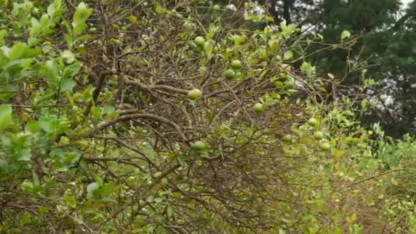 Grüne Und Gelbe Blätter Reife Und Unreife Zitronenfrüchte Grüner Baumhintergrund — Stockvideo