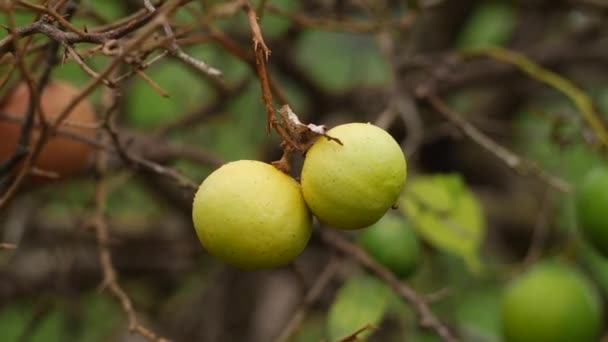 Визрівання Лимонних Фруктів Сухої Листяної Гілки — стокове відео