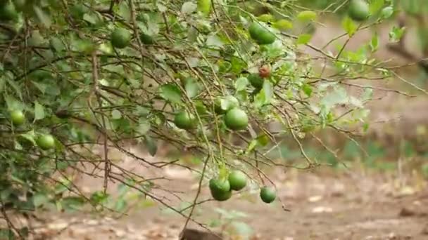 Grüne Zitronenfrucht Weht Zweige — Stockvideo