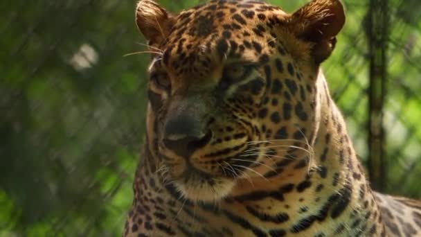 Přední Pohled Leopard Lízání Krku — Stock video