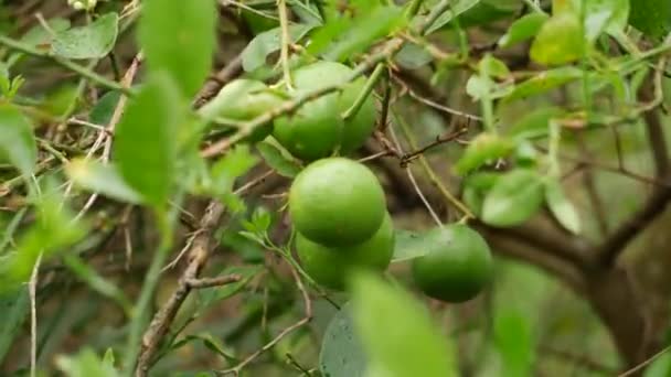Olgunlaşmamış Kireç Meyvesine Yakınlaştırılmış Birbirine Dolanmış Dallar — Stok video