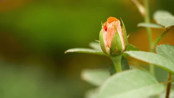 Flor Tulipán Rojo Jardín — Vídeo de stock