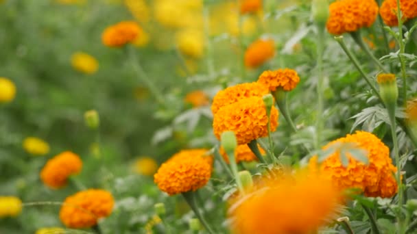 Nieco Wygięty Pomarańczowy Marigold Liściastymi Łodygami Żółty Marigold Tło — Wideo stockowe