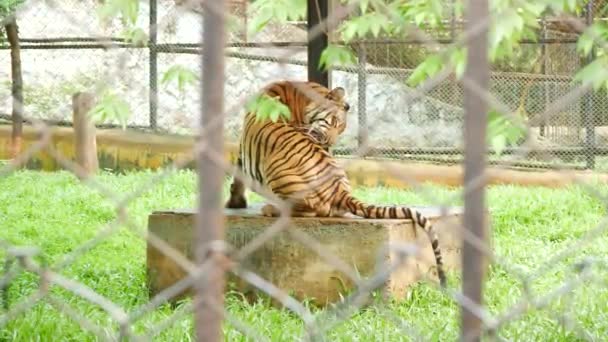 Tygr Lízání Zpět Zoo — Stock video