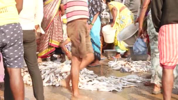 4K条关于女商人将鱼装进大锅的现场直播视频 印度美联社Chirala鱼市场 2022年12月 — 图库视频影像