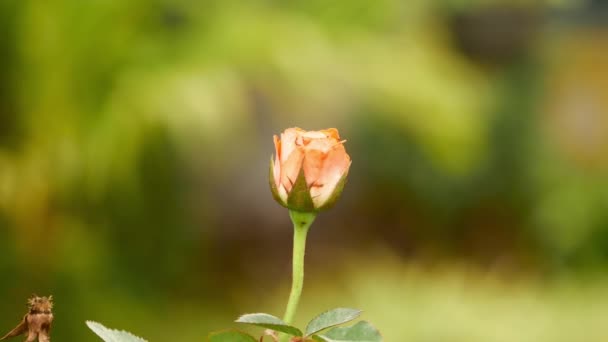 Красный Цветок Тюльпана Саду — стоковое видео