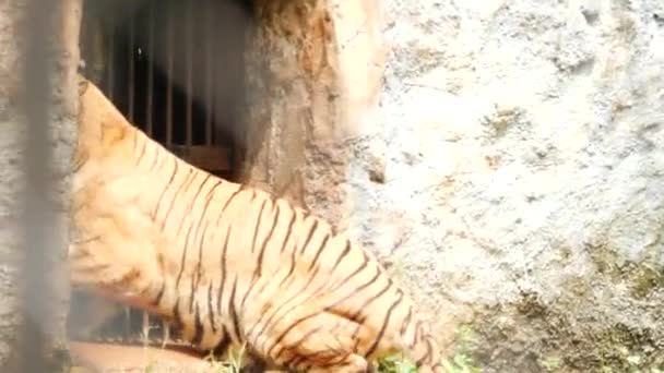 Widok Tyłu Klatka Tygrysa Przód — Wideo stockowe