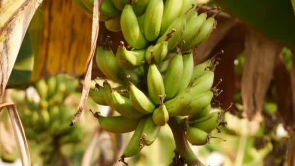 Clip Della Fotocamera Sfondo Sfocato Mazzo Banane Acide Appese Suo — Video Stock